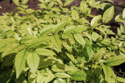 Close-up of green leaves