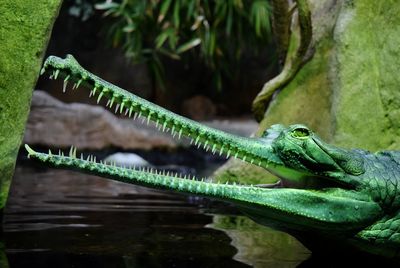 Close-up of alligator on lake