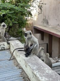 Monkey sitting on tree at zoo