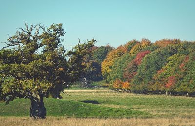 Trees on field against clear sky during autumn