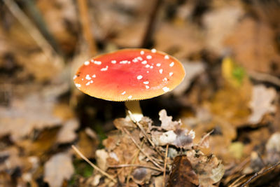 Close-up of fly agaric mushroom on field