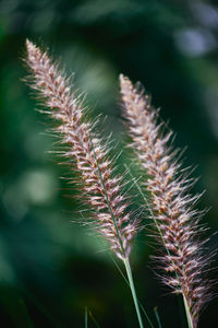 Close-up of plant growing on field