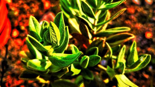 Close-up of plants at night