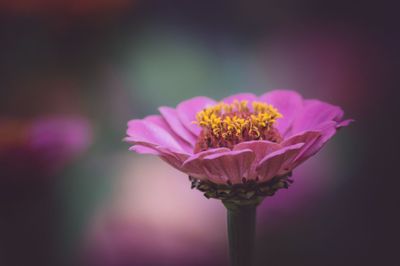 Close-up of pink flower blooming outdoors