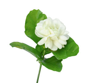 Close-up of flowering plant against white background