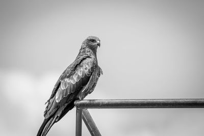 Close-up of owl perching on wall