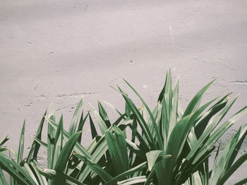 Close-up of fresh green plant against wall