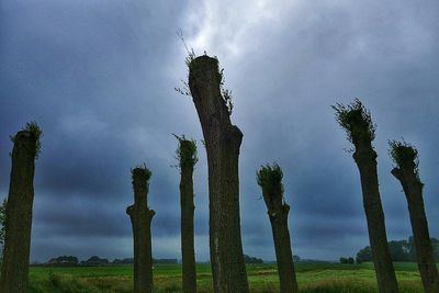 Low angle view of trees on field against cloudy sky