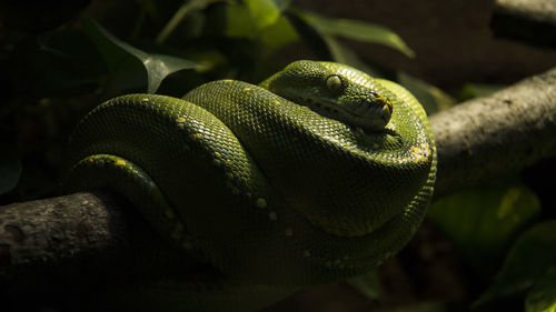 Close-up green snake on branch