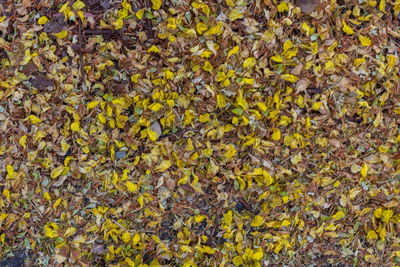 Full frame shot of yellow flowering plants