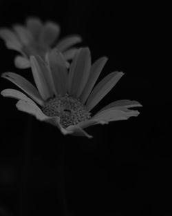 Close-up of white flower against black background