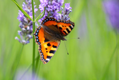 Close-up of butterfly on plant