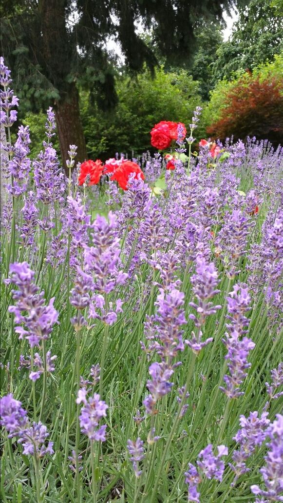 flower, freshness, growth, beauty in nature, fragility, blooming, nature, tree, petal, pink color, plant, purple, park - man made space, abundance, field, in bloom, tranquility, blossom, springtime, day