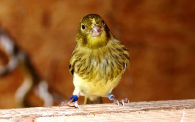 Portrait of bird perching on wood