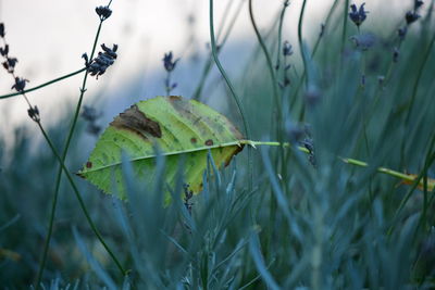 Close-up of dry leaves on field