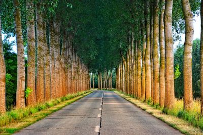 Road amidst trees in forest