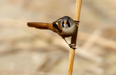 Close-up of a bird