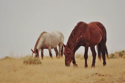 Horses grazing in a field