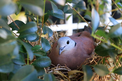 Close-up of bird perching on plant