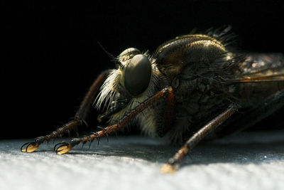 Close-up of fly