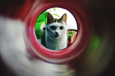 Portrait of cat seen through mirror