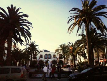 Palm trees against sky