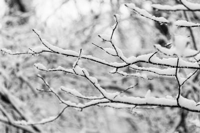 Low angle view of frozen bare tree during winter