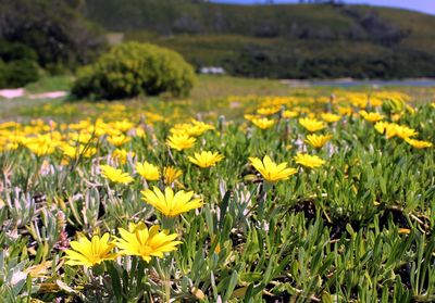 Close-up of yellow flowering plants on field