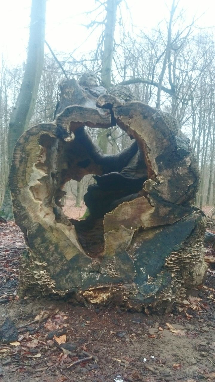 tree, tranquility, nature, bare tree, rock - object, tree trunk, day, tranquil scene, sky, outdoors, branch, forest, water, sculpture, sunlight, non-urban scene, no people, beauty in nature, art, art and craft