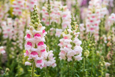 Close-up of pink flowering plant