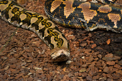 Close-up of burmese python on dry grass 