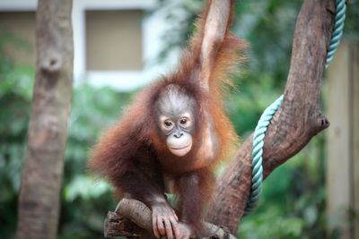 Close-up of tree in zoo