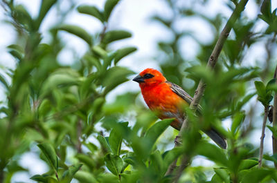 Close-up of bird perching on tree