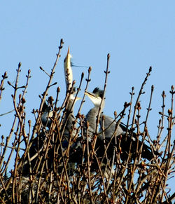 Low angle view of birds on land against clear blue sky