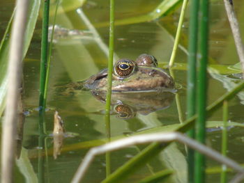 Close-up of turtle swimming in lake