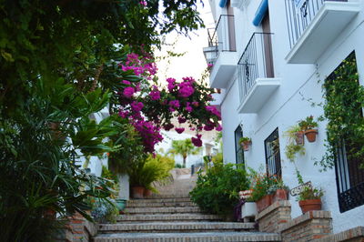 Steps amidst trees and plants