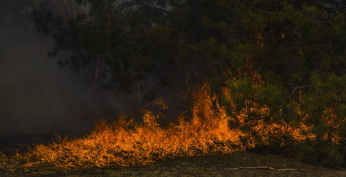 Scenic view of trees at night