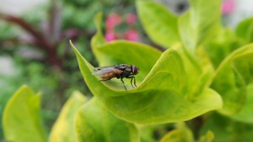 Close-up of housefly on plants