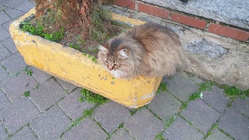 High angle view of cat on footpath