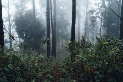 Plants and trees in forest