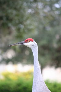 Close-up of bird