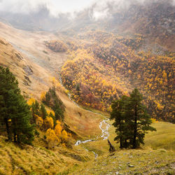 Scenic view of forest during autumn