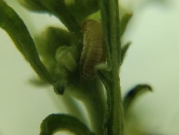 Close-up of insect on plant
