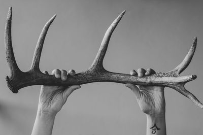 Cropped hand holding antler against wall