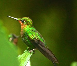 Close-up of bird perching on branch