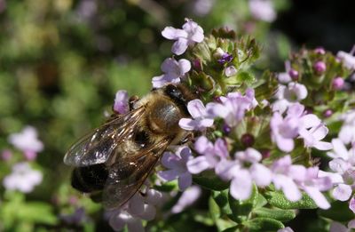 Close-up of butterfly pollinating on purple flower