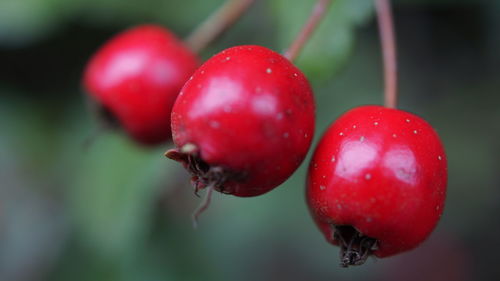 Close-up of cherry tomatoes