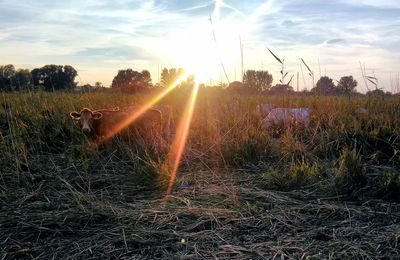Scenic view of field against sky during sunset