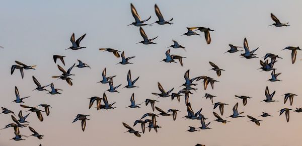 Low angle view of birds flying in the sky