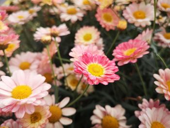 Close-up of pink flowering plants